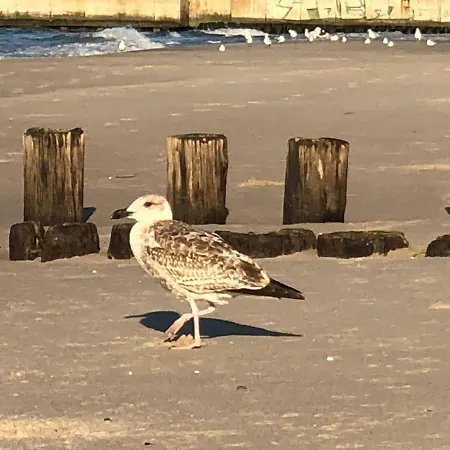 Z Tarasem Plaza 22 Διαμέρισμα Rogowo (Gryfice)