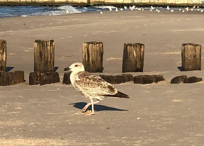 Z Tarasem Plaza 22 公寓 洛格沃